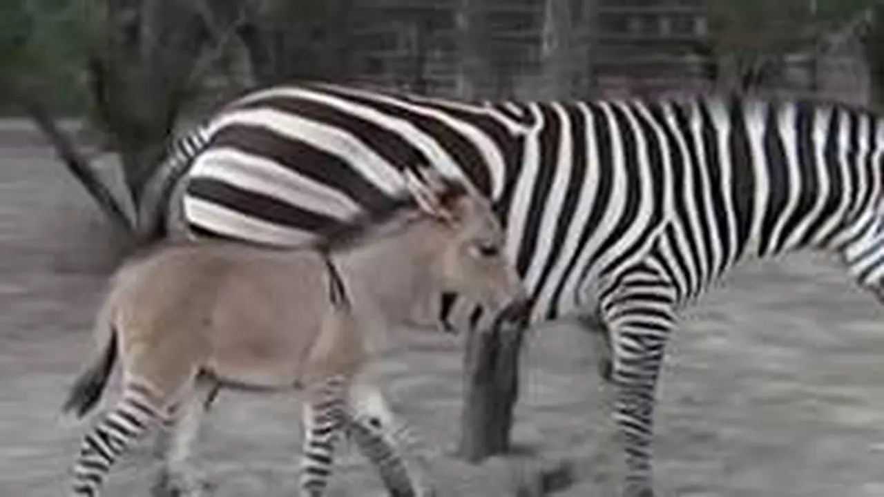 Zonkey, bayi hasil 'selingkuh' keledai dan zebra. (USA Today)