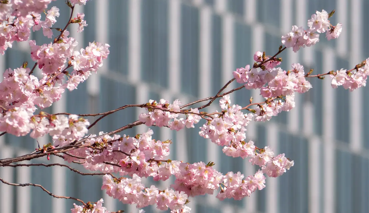 Bunga-bunga dari pohon sakura Jepang yang mekar terlihat di Stadtpark di Wina, Austria (22/3). (AFP Photo/Joe Klamar)