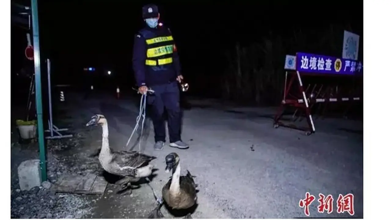 Cegah Imigran Ilegal Lewat Teluk, Polisi di Perbatasan Ini Andalkan Angsa