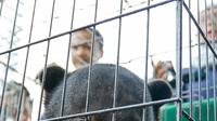 Satu ekor beruang madu berada di dalam kandang sebagai barang bukti sindikat jual beli satwa dilindungi dan menangkap enam tersangka, Jakarta, Rabu (18/11). (Liputan6.com/Yoppy Renato)