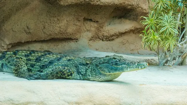 Ilustrasi hewan vertebrata, buaya.