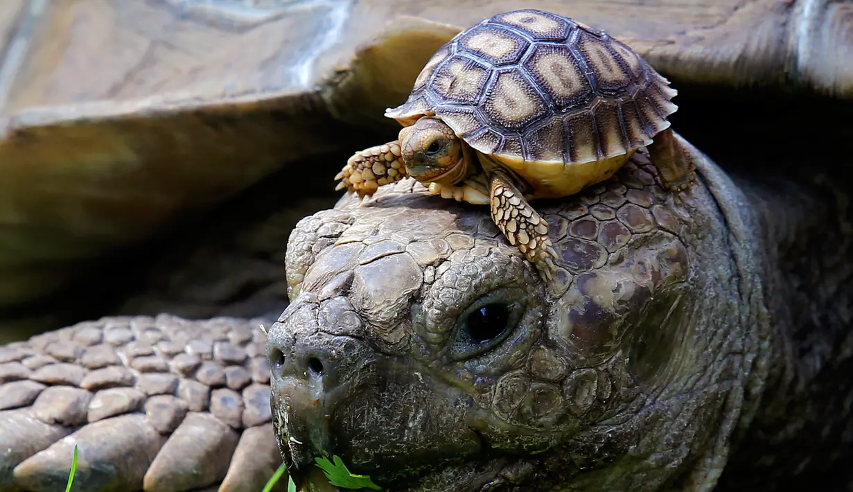 Salah satu dari lima kura-kura Afrika yang baru lahir (Centrochelys Sulcata) berjalan di atas kura-kura jantan di kebun binatang, di Guadalajara, negara bagian Jalisco, Meksiko (17/5). (AFP Photo/Ulises Ruiz)