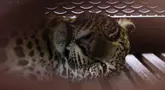 Seekor macan tutul Jawa yang dibius terbaring di dalam kandang di sebuah hotel di Bandung, Jawa Barat, pada 6 Oktober 2025, setelah masuk ke area hotel. (Timur Matahari/AFP)