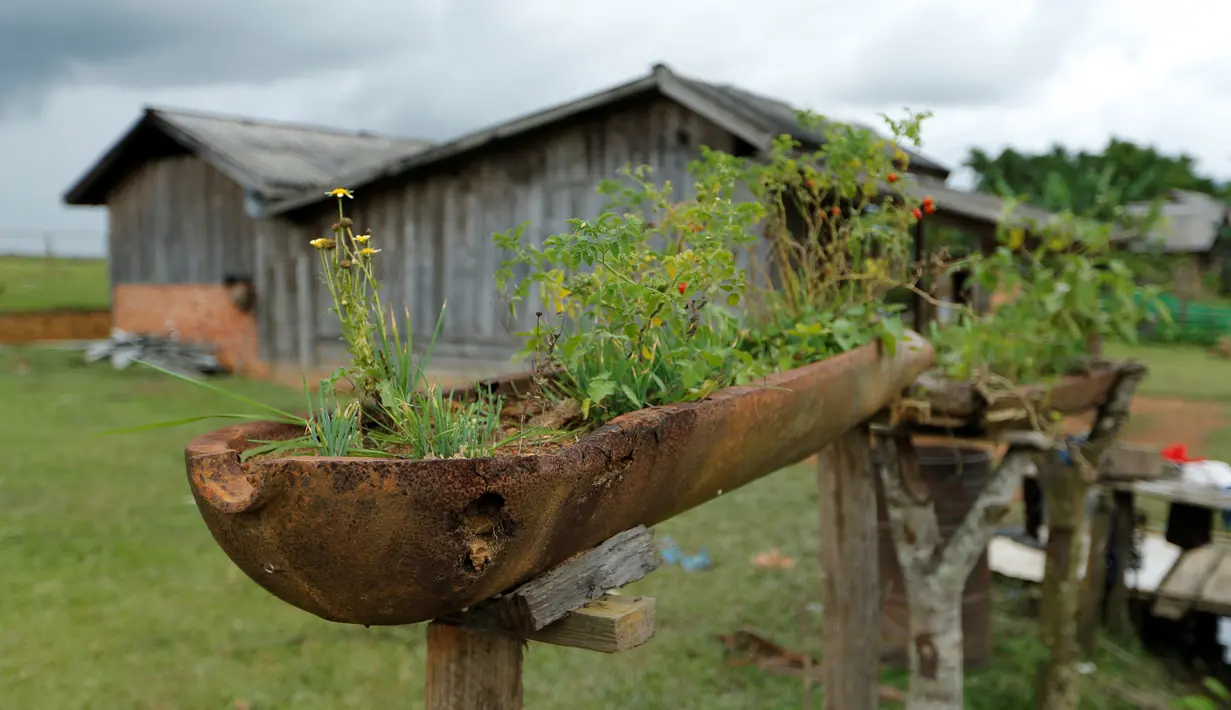 Sebuah bom yang dijatuhkan dari pesawat  Angkatan Udara AS selama Perang Vietnam  digunakan sebagai tempat tanaman di desa Ban Napia, Laos (03/9). Tujuan pengeboman untuk memutus rantai pasokan Vietnam Utara melalui Laos. (REUTERS/Jorge Silva)