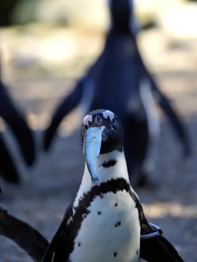 Penguin Afrika di Kebun Binatang Roma