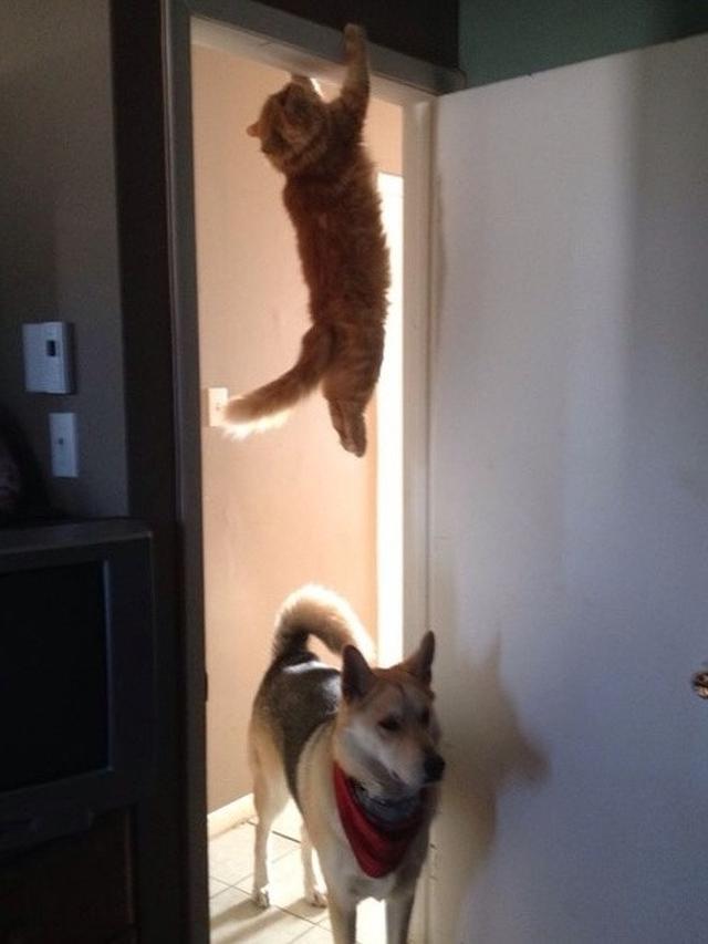 Potret 7 Kucing Bertingkah Layaknya James Bond Ini Lucu Banget