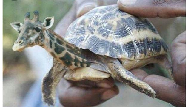 7 Foto Editan Hewan Ini Nyeleneh Banget, Bikin Bingung