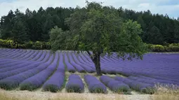 Ladang bunga lavender terlihat di kota Sault, Prancis selatan pada 8 Juli 2019. Layaknya hamparan luas karpet berwarna ungu, bunga lavender dipangkas rapi dan ditata sedemikian rupa. (Photo by Christophe SIMON / AFP)