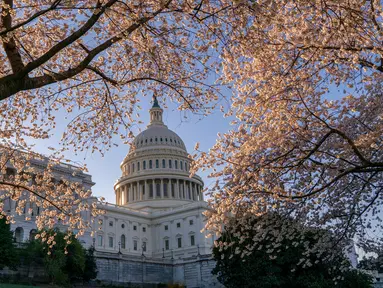 Gedung Capitol atau kantor Kongres terlihat di tengah pohon sakura yang bermekaran di Washington, Amerika Serikat, Senin (1/4). Bunga sakura ini merupakan pemberikan Wali Kota Tokyo pada tahun 1912 yang meruplipakan hadiah sebagai bentuk persahabatan kedua negara. (AP/J. Scott Applewhite)