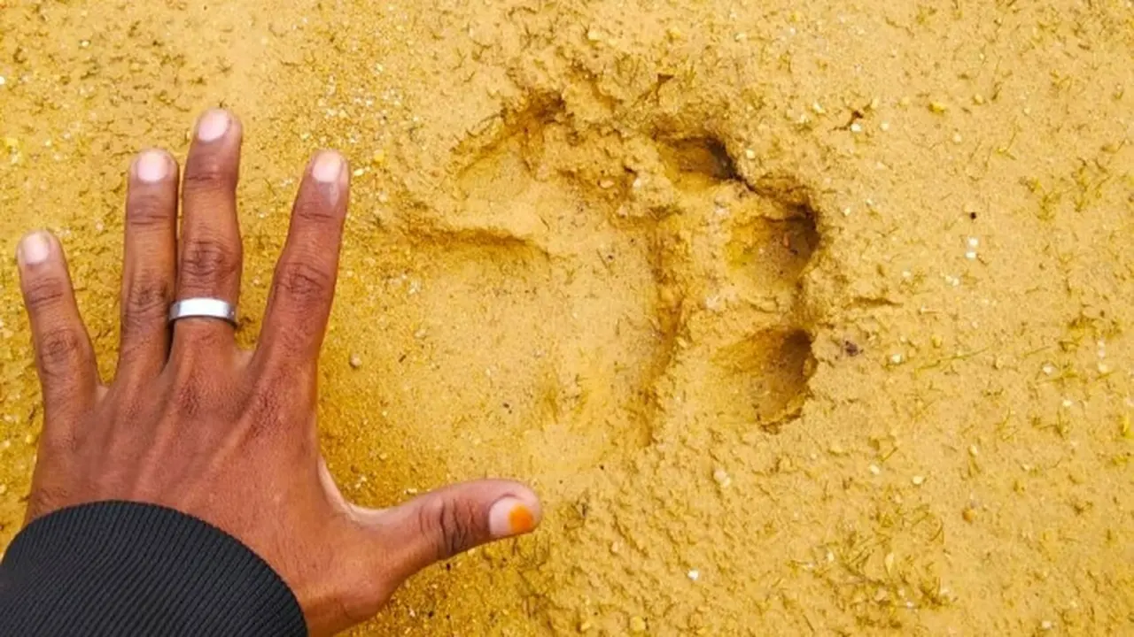Jejak harimau sumatra yang ditemukan masyarakat di Desa Karya Indah, Kabupaten Kampar.