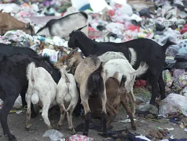 Sejumlah kambing memakan sampah plastik di tempat pembuangan sampah di kawasan Sunter, Jakarta, Rabu (8/5). Sulitnya mencari rumput di Ibukota menyebabkan para peternak terpaksa membiarkan hewan-hewan tersebut mengais makanan tidak pada tempatnya. Liputan6.com/Immanuel Antonius
