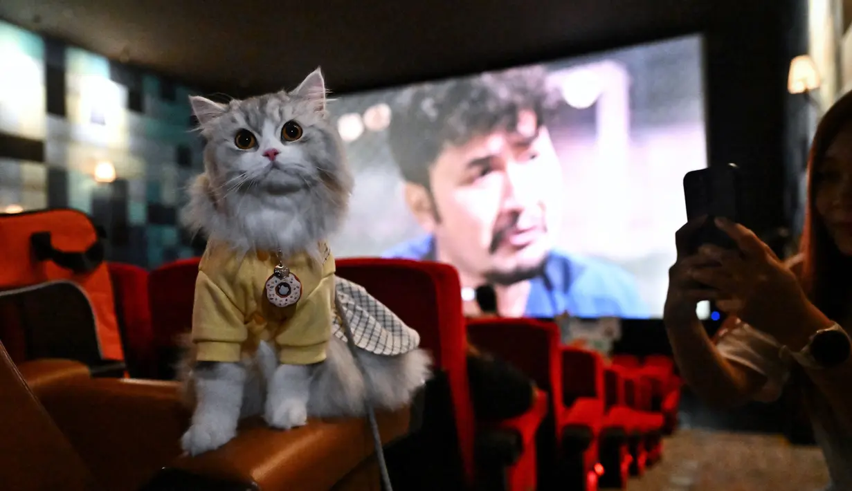 Seekor kucing putih berbulu halus dengan gaun kuning bertengger di atas kursi bioskop di Bangkok. (Lillian SUWANRUMPHA / AFP)