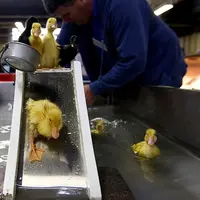 Anak bebek terlihat bermain di seluncuran air. (albasun.com)