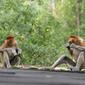 Wisatawan bisa melihat dan berinteraksi dengan Bekantan, jenis monyet asli dari Kalimantan di Tarakan