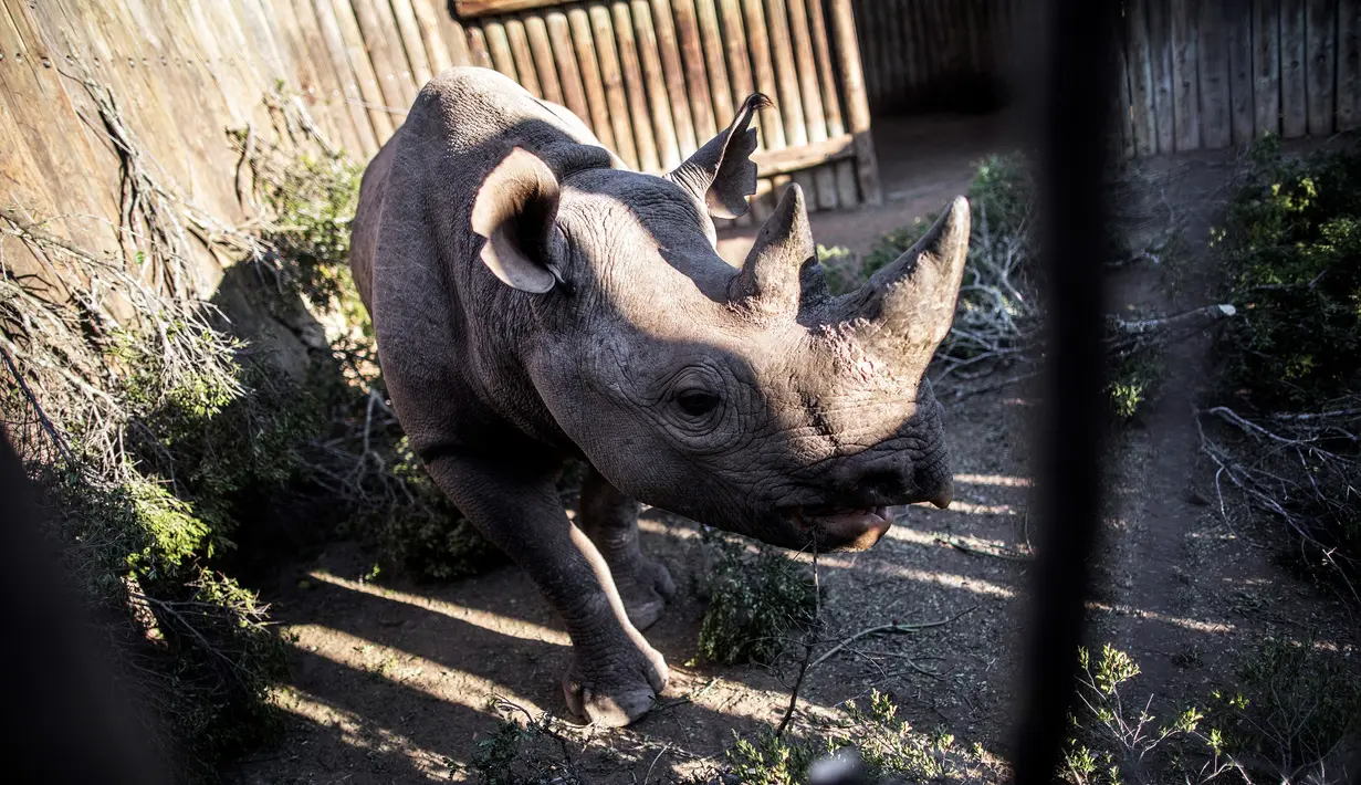 Salah satu dari enam badak hitam sedang menunggu untuk diangkut ke Taman Nasional Zakouma negara Chad di Afrika Selatan (1/5). Enam badak hitam yang terancam punah ini akan di pindakan ke negara Chad. (AFP/Cianluigi Guercia)