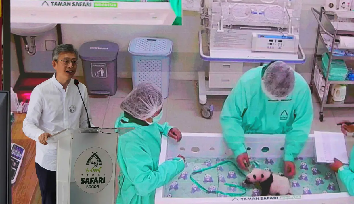 Rio lahir melalui proses inseminasi buatan (ART) yang keempat setelah penantian selama 9 tahun. Tampak dalam foto, Duta Besar China untuk Indonesia, Wang Lutong memberi keterangan di depan video yang menampilkan staf saat merawat Satrio Wiratama, yang dijuluki 'Rio', anak panda raksasa pertama yang lahir di Indonesia, yang ditampilkan di layar selama konferensi pers di Taman Safari Indonesia, Bogor, Jawa Barat, Selasa 6 Januari 2026. (AP Photo/Dita Alangkara)