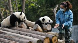 Seorang staf berinteraksi dengan panda raksasa di pusat penelitian dan penangkaran panda raksasa Qinling yang berada di Provinsi Shaanxi, China barat laut (31/3/2020). Berkat perawatan dari para staf, ketiganya tumbuh besar dan sehat. (Xinhua/Zhang Bowen)