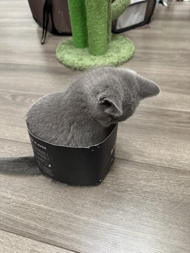 10 Potret Kucing Memaksa Masuk Kardus Ini Bikin Gemas, Enggak Sadar Ukuran