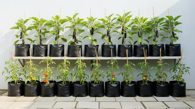 Model Kebun Polybag untuk Tomat dan Terong