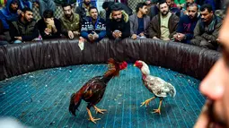 Penonton menyaksikan sabung ayam di Kota Najaf, Irak, Sabtu (26/1). Sabung ayam di Irak menjadi ajang perjudian, meski banyak juga yang menonton hanya untuk hiburan. (Haidar HAMDANI/AFP)
