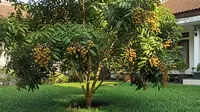 7 Pohon Buah yang Cocok untuk Halaman Rumah dengan Rumput Gajah Mini, Minim Risiko Rusak Fondasi
