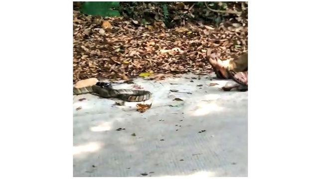 ular cobra membunuh Pan