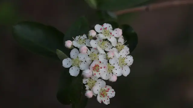 Chokeberry Berbunga Lembut, Semak Cantik untuk Taman Hujan