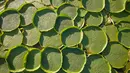 Ratusan tanaman Victoria Cruziana tumbuh di atas air sungai Salado di Piquete Cue, Paraguay (7/1). Tanaman ini memiliki bagian bawah daun berwarna coklat dengan guratan lebih tegas. (AP Photo/Jorge Saenz)