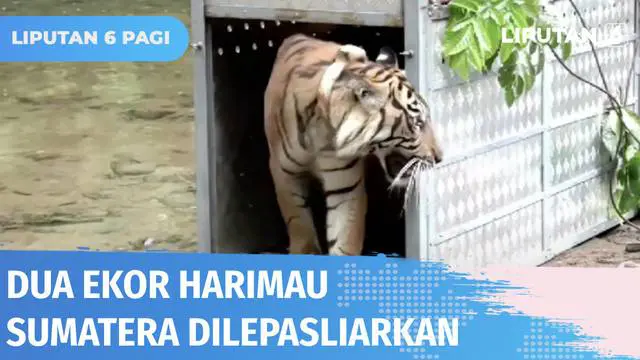 VIDEO: Dua Ekor Harimau Sumatera Dilepasliarkan di Taman Nasional Kerinci Seblat