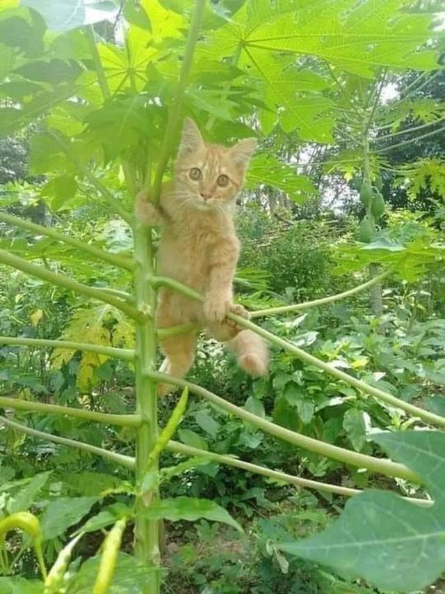 10 Potret Lucu Kucing di Atas Pohon, Ada yang Tidur Hingga Takut Ketinggian