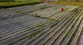 Lahan pertanian bawang merah dan cabai yang dibudidayakan di lahan bekas timbunan lumpur di Meurah Dua, Kabupaten Pidie, Aceh, Jumat , 17 Juli 2026. (AFP/ Chaideer Mahyuddin)