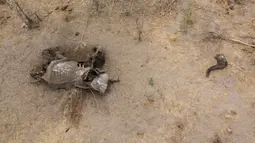 Foto dari udara memperlihatkan bangkai gajah yang mati karena kekeringan di Taman Nasional Hwange, Zimbabwe, Selasa (12/11/2019). Lebih dari 200 gajah di Taman Nasional Hwange mati akibat kekeringan. (ZINYANGE AUNTONY/AFP)