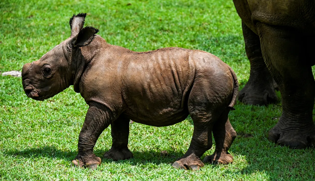 <p>Seekor anak badak putih berjalan-jalan dengan induknya di Padang Rumput Afrika, di Kebun Binatang Nasional Kuba di Havana, pada 23 Juni 2022. Anak badak putih bernama Ale tersebut lahir 9 Juni lalu dengan berat sekitar 80 kilogram. (YAMIL LAGE / AFP)</p>