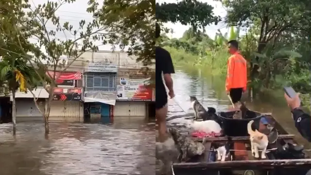 Kumpulan pemuda lakukan upaya penyelamatan kucing yang jadi korban banjir.