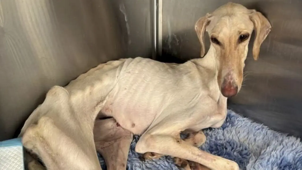 Kisah Anjing Kurus di Pedesaan Ini Bikin Pilu, Ditemukan Banyak Luka di Tubuhnya