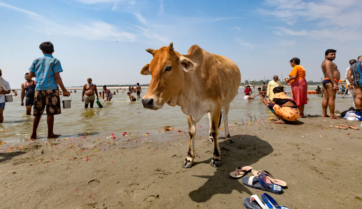 Seekor sapi liar berdiri di sebelah umat Hindu yang berendam di Sungai Gangga, selama festival Gangga Dussehra, di Prayagraj, India (1/6/2020). (AP Photo/Rajesh Kumar Singh)