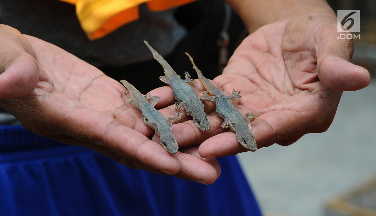 Pekerja memperlihatkan cicak kering di rumah industri kawasan Cirebon, Jawa Barat, Selasa (2/4). Rumah industri ini mampu memproduksi 1 kuintal cicak kering dalam sebulan. (Liputan6.com/Herman Zakharia)