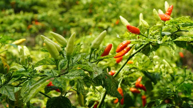 9 Jenis Cabe Paling Pedas di Indonesia yang Paling Populer dan Banyak Disukai Penyuka Sambal