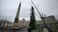 Sebuah derek mengangkat Pohon Natal, saat pemasangannya di Lapangan Santo Petrus di Vatican pada 22 November 2024. (Filippo MONTEFORTE/AFP)