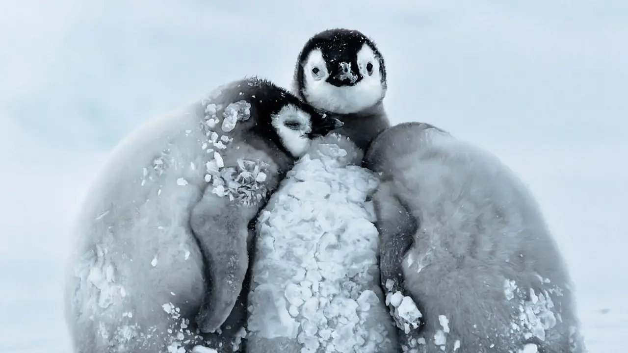 Bayi Penguin