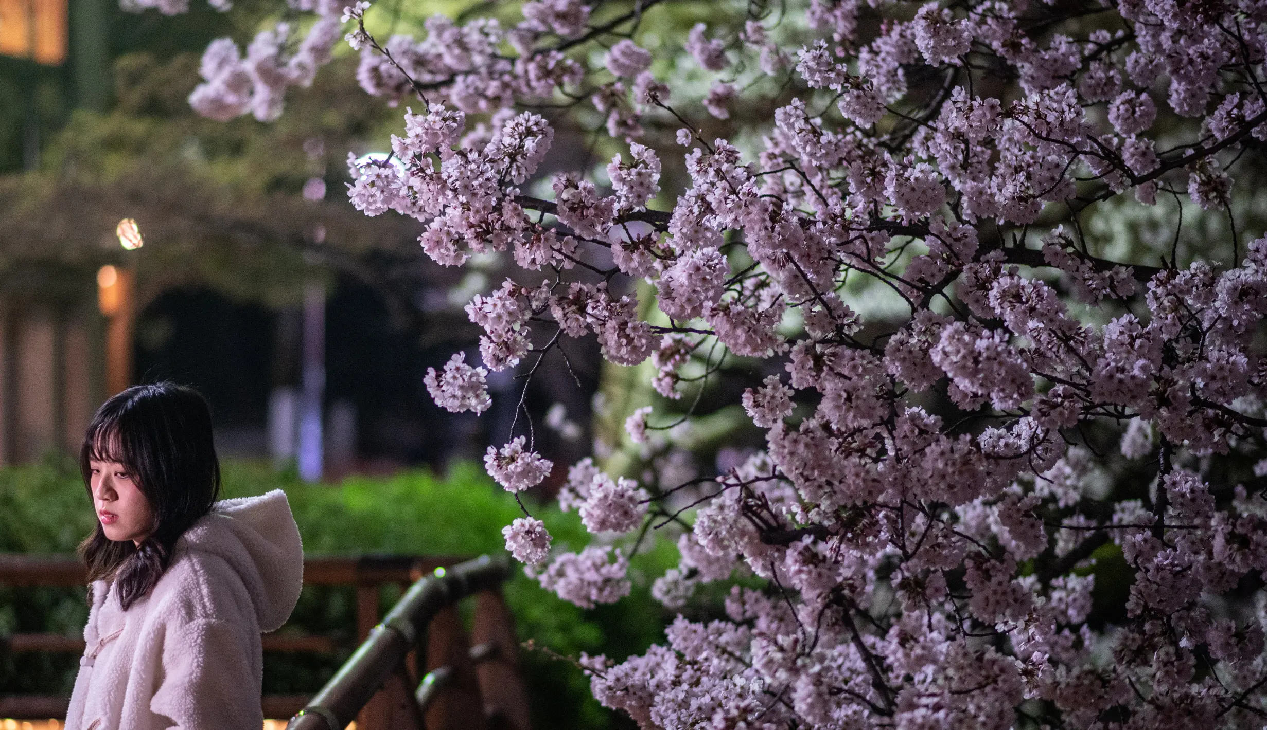 FOTO: Keindahan Bunga Sakura di Malam Hari - Foto Liputan6.com