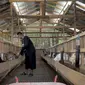 Anggota Propam Polres Pemalang, Bripka Lutfil Hakim ternak kambing perah. (Foto: Liputan6.com/Polres Pemalang)