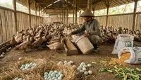 Tips Bebek Cepat Bertelur Setiap Hari, Pilihan Pakan Bikin Produktivitas Naik Signifikan