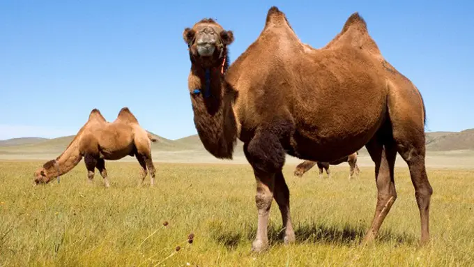 Sering Bercinta dengan Hewan, Remaja Ini Diminta Nikahi Unta