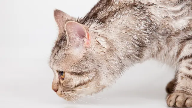 ilustrasi kucing