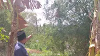 Seorang warga Desa Kenongosari, Kecamatan Soko, Kabupaten Tuban, Jawa Timur, menunjukkan keberadaan sarang tawon ndas yang menyerang seorang petani hingga tewas. (Liputan6.com/ Ahmad Adirin)