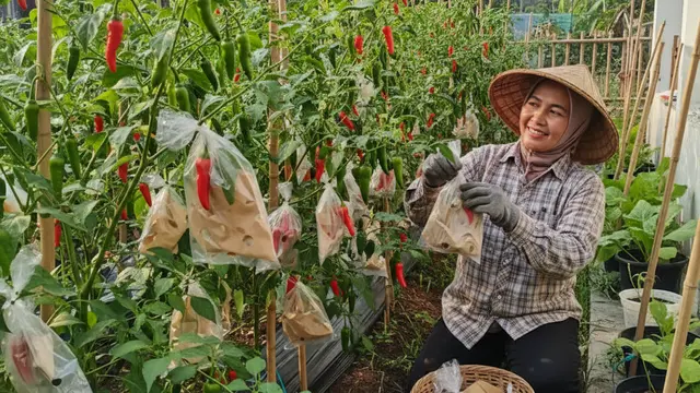 Cara mengendalikan lalat buah (Foto: Gemini AI)