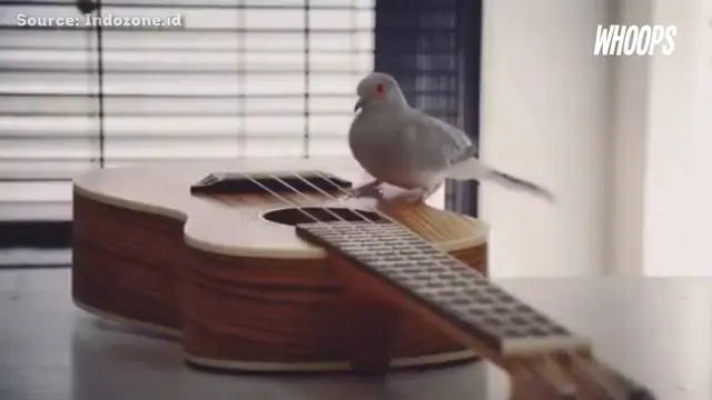 Selain memainkannya, burung ini juga melakukan beberapa ketukan pada gitar tersebut.