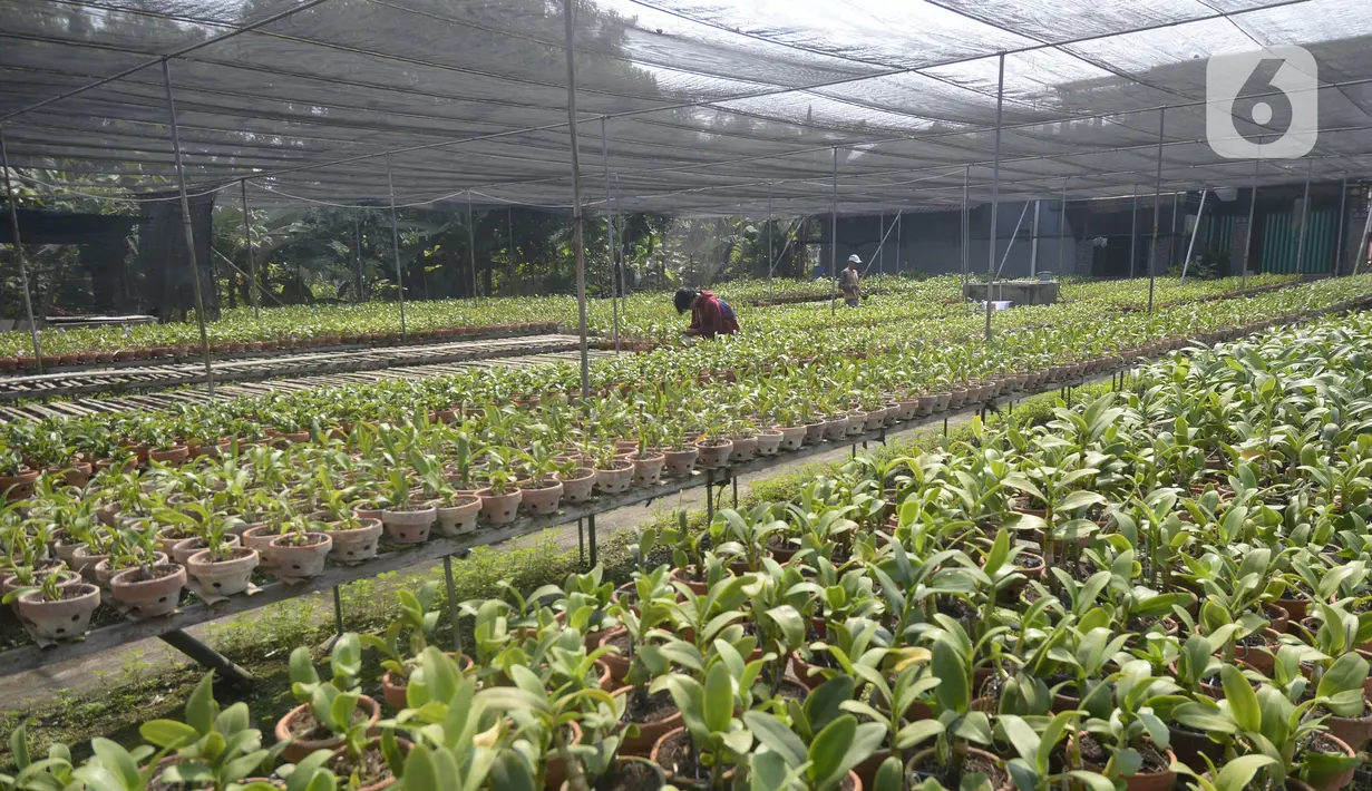 Pembeli memilih anggrek jenis dendrobium di tempat pembibitan budi daya anggrek, Pocis, Kecamatan Setu, Tangerang Selatan, Banten, Senin (31/8/2020). Anggrek dendrobium pesanan pembeli akan dikirim ke berbagai daerah, kebanyakan pemesan dari Kalimantan dan Sulawesi. (merdeka.com/Dwi Narwoko)