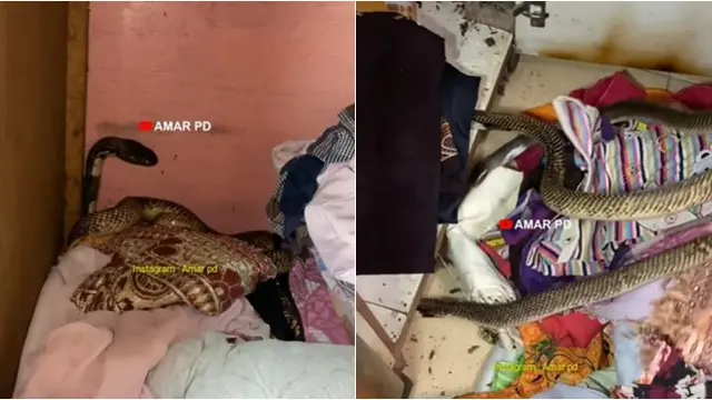 3 Ular Kobra Ditemukan Berkembang Biak dalam Lemari Baju, Diteror Suara Gaduh